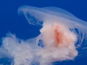 ���صĹ�Ч������