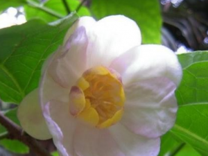 ����÷�Ĺ�Ч������