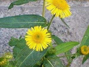 ��вݵ��÷������ͽ���