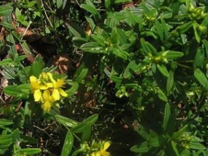 ��ɽ�޵Ĺ�Ч������