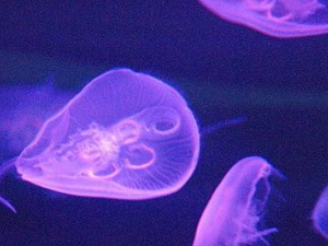 ���µĹ�Ч������