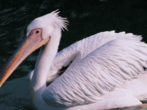 ����ѵĹ�Ч������