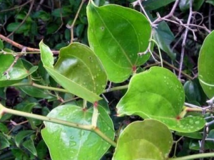 ����ٵĹ�Ч������