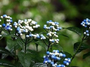 ��ͨ�Ĺ�Ч������