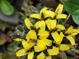 ��ë�ĵĹ�Ч������