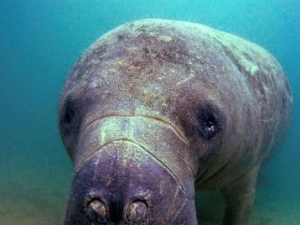 ��ţ�Ĺ�Ч������