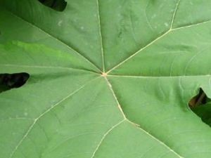 ͨ��ľ���Ϸ۵Ĺ�Ч������