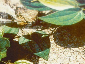 ͨ�ǻ��Ĺ�Ч������