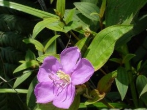 ��ëǌ�Ĺ�Ч������