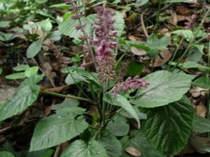 �ع���β�Ĺ�Ч������