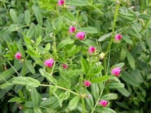 �󳲲˵Ĺ�Ч������