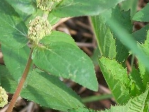 �����ݵĹ�Ч������