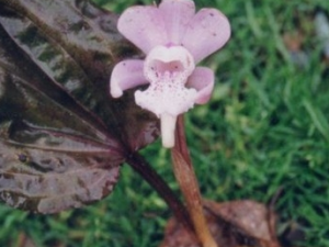 �������Ĺ�Ч������