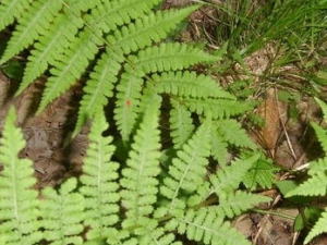 ��Ҷ���ڵĹ�Ч������