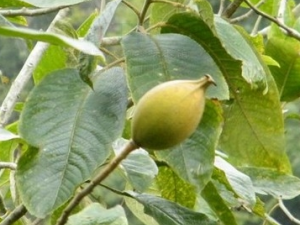 ������Ĺ�Ч������