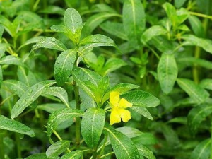 ����������Щ��Ч������