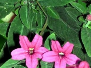 ��ͷ�̵Ĺ�Ч������