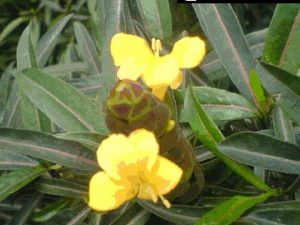 ��Ѫ��Ĺ�Ч������