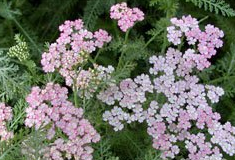 ��� ��ҩ��ȫ