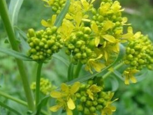 ����Ĺ�Ч������