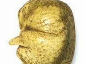 �������Ĺ�Ч������