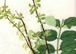 ��ɣ�� ��ҩ��ȫ