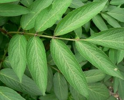 ������ ��ҩ��ȫ