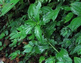 ����� ��ҩ��ȫ