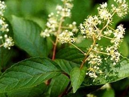 �׹��� ��ҩ��ȫ