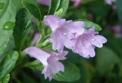 �ϰ����� ��ҩ��ȫ