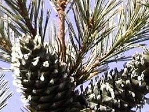 �����ӵĹ�Ч������