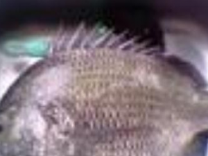 ���Z��Ĺ�Ч������