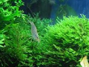 ���˲ݵĹ�Ч������