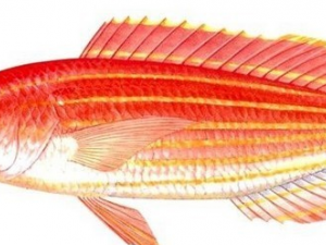 ������Ĺ�Ч������