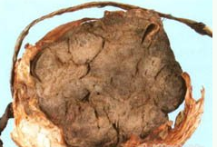 �Ϻӳ� ��ҩ��ȫ