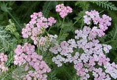 ��� ��ҩ����