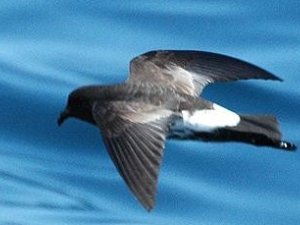 ����Ĺ�Ч��������ʲô