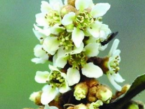 �����˻��Ĺ�Ч������