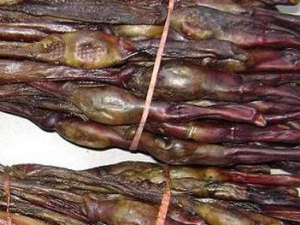 �����Ĺ�Ч�����Լ��÷�����