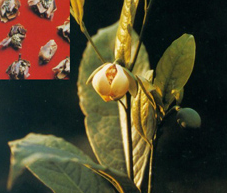 �㶫�ϻ��� ��ҩ��ȫ