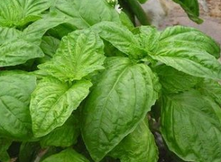 ���� ��ҩ��ȫ