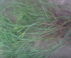 �һ��� ��ҩ��ȫ