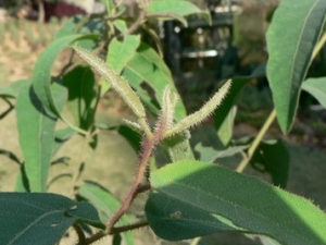 ��������Щ��Ч������