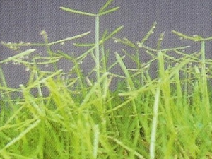 ��Ҷ�ݵĹ�Ч������