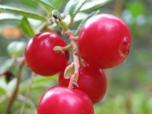 ��Ҷ���ܲ��Ĺ�Ч������