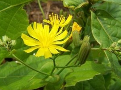 ��ݤ�� ��ҩ��ȫ