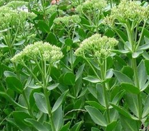 ������ ��ҩ��ȫ