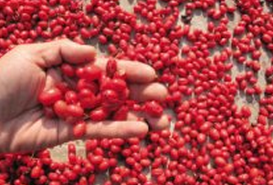 ɽ���� ��ҩ��ȫ