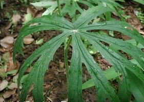 �ö�ɡ ��ҩ��ȫ