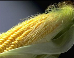 ������ ��ҩ��ȫ